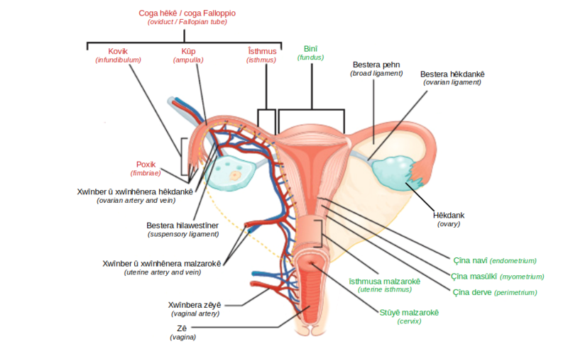 File:Ovaries, uterine tubes, and uterus ku.png