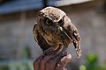 * Nomination Unidentified owl in Bali. --Satdeep Gill 16:45, 1 September 2022 (UTC) * Decline you should identify this --Charlesjsharp 17:38, 1 September 2022 (UTC) @Charlesjsharp: I haven't been able to do it yet. I do need some help on this. --Satdeep Gill 13:51, 6 September 2022 (UTC) Sorry, there are many many owls in Indonesia --Charlesjsharp 17:45, 9 September 2022 (UTC)  Oppose Without judging the quality issues, the identification needs to be better for an image to get QI status.--Peulle 06:43, 12 September 2022 (UTC)