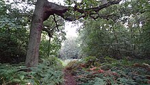 Oxhey Woods 3.JPG