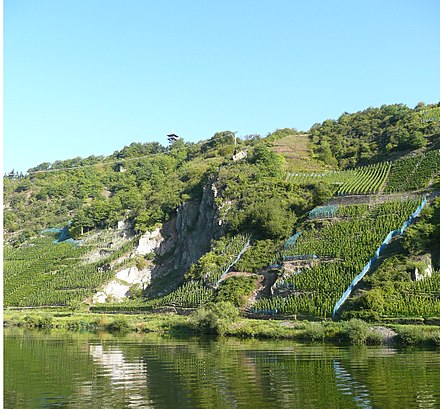 Vineyards on the steep sides of the Moselle valley at Pünderich.