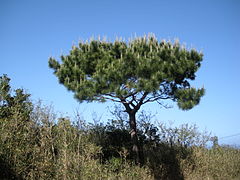 P. luchuensis (Okinawa pino).jpg