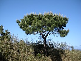P. luchuensis(Okinawa pine).jpg