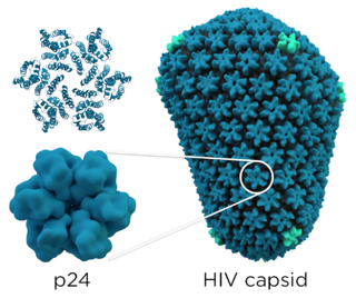 <span class="mw-page-title-main">P24 capsid protein</span>