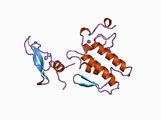 <i>beta</i>-bungarotoxin