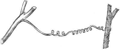 PSM V17 D663 A caught tendril of bryonia dioica.jpg