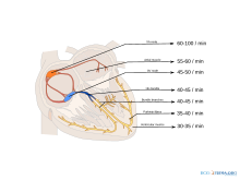 Pacemaker rates Pacemaker rates.svg