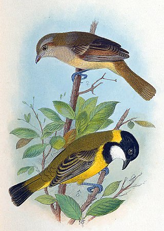 <span class="mw-page-title-main">Lord Howe golden whistler</span> Subspecies of bird