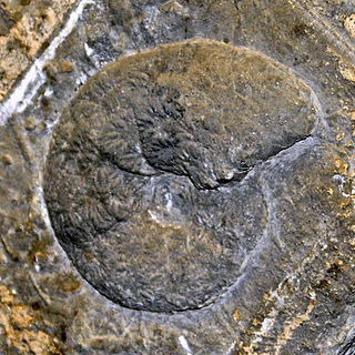 Pachydiscidae Extinct family of ammonites