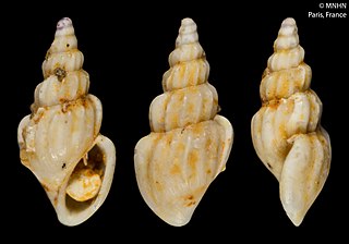 <i>Palisadia</i> Genus of gastropods