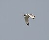 Pallas's Gull (Larus ichthyaetus) W IMG 6665.jpg
