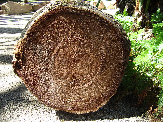 Sawn palm stem: Palms do not form annual tree rings.