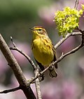 Thumbnail for File:Palm warbler in GWC (80450).jpg