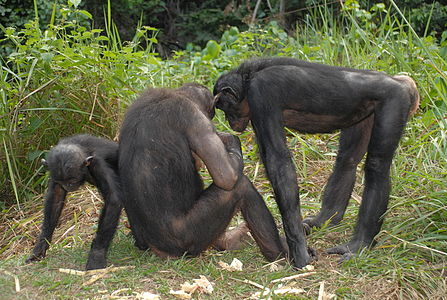 Un chimpanzé croque le doigt du directeur de son zoo