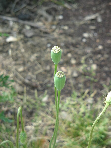 File:Papaver dubium fruits.jpg