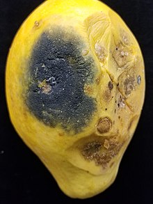 Lasiodiplodia fruit rot on Carica papaya Papaya (Carica papaya) Lasiodiplodia fruit rot.jpg