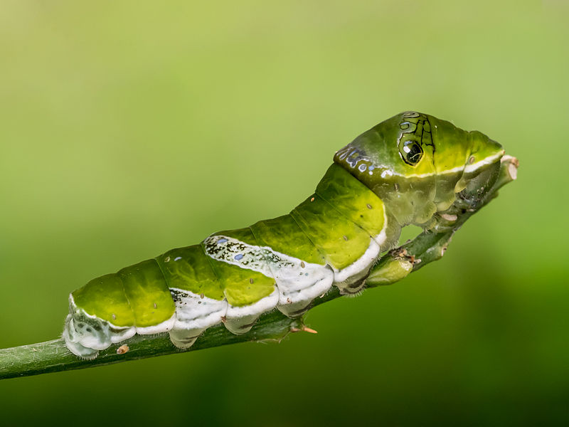 File:Papilio demodocus larva Stratford Butterfly Farm (2).jpg