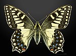 Papilio hospiton MHNT CUT 2013 3 10 Bigorno male Dorsal.jpg
