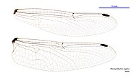 Parasynthemis regina male wings (34895906472).jpg
