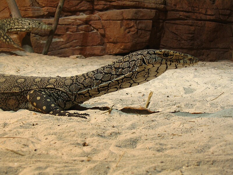 File:Parentie headshot at Sydney Wildlife World.jpg