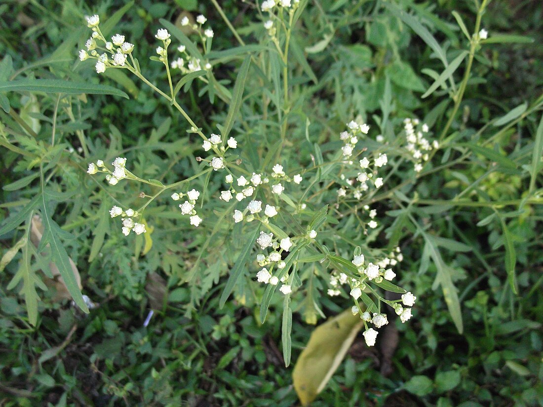 Parthenium hysterophorus