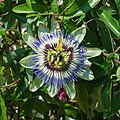 Passiflora caerulea flower with a pair of upturned anthers and a spiral tendril Wikipedia en: subject "Passiflora caerulea"