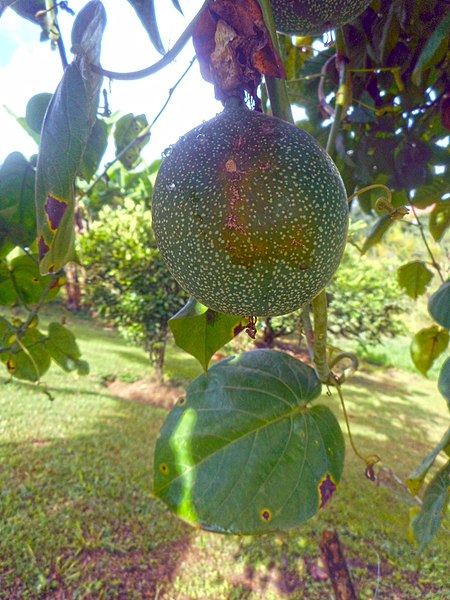 File:Passiflora ligularis - Granadilla 02.jpg