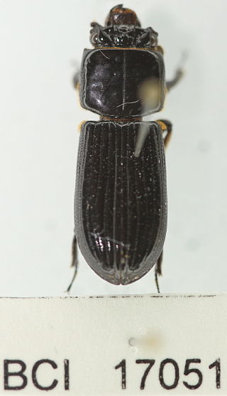 <i>Paxillus leachi</i> Species of beetle