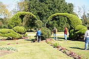 Topiary Garden by Pearl Fryar, Bishopville, South Carolina, U.S.