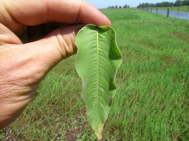 File:Persicaria orientalis leaf4 (17191907552).jpg