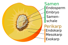 Schemazeichnung Pfirsichfrucht