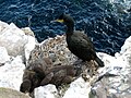 European shag Gulosus aristotelis