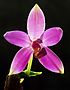 Phalaenopsis violacea Orchi 009.jpg