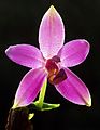 Phalaenopsis violacea