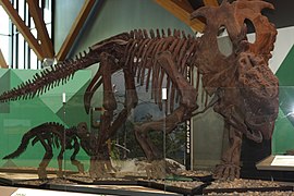 Philip J. Currie Dinosaur Museum - Wikipedia