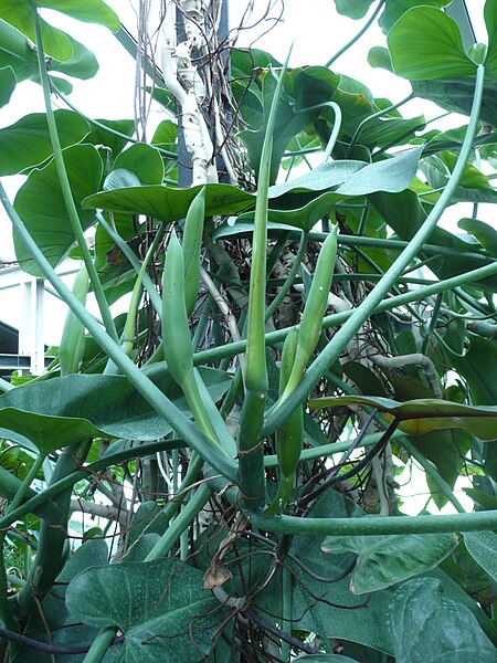 File:Philodendron cannifolium 01 by Line1.JPG