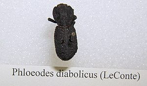 Phloeodes diabolicus sjh.jpg