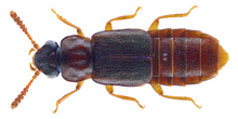 Phloeonomus punctipennis Tomson, 1867 (28249263384) .png