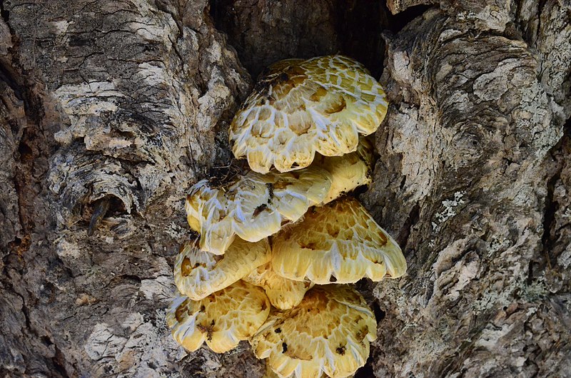 File:Pholiota abietis A.H. Sm. & Hesler 378199.jpg