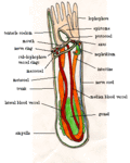 Thumbnail for Ulod nga sapatos sa kabayo