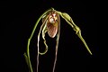 Phragmipedium humboldtii
