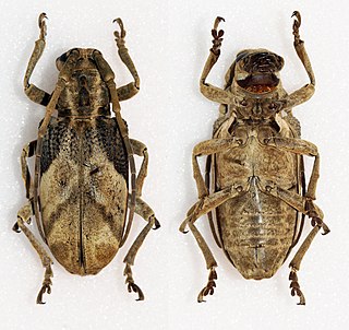 <i>Phryneta semirasa</i> Species of beetle
