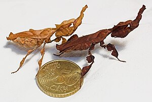 Ghost mantis (Phyllocrania paradoxa)