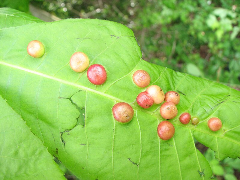 File:Phylloxera. Carya ovata.jpg