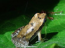 Physalaemus cuqui.jpg