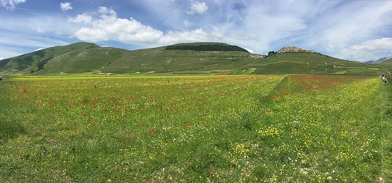 Piani di Castelluccio (June 2016)