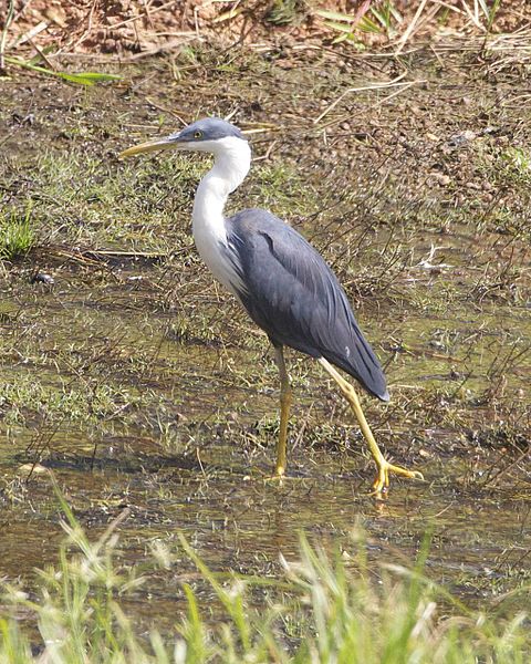 File:Pied Heron (Egretta picata) - Flickr - Lip Kee (2).jpg