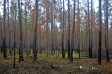 Longleaf pine (Pinus palustris) upland habitat after a recent fire. Big Thicket National Preserve, Hickory Creek Unit, Tyler Co. Texas; 23 Mar 2020
