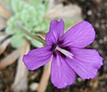 Pinguicula potosiensis, flower