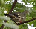 Pink-necked Green-Pigeon (Treron vernans) female - Flickr - Lip Kee.jpg