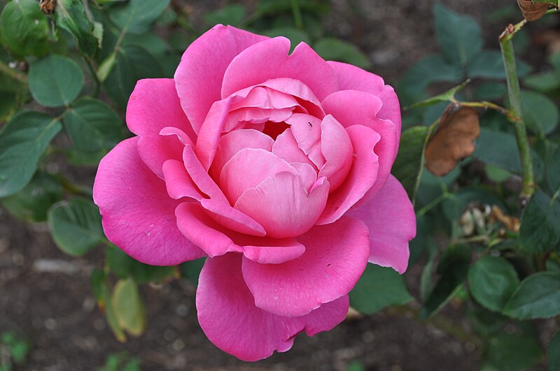 File:Pink Peace YR.AARS1974 Hybrid Tea 005.jpg